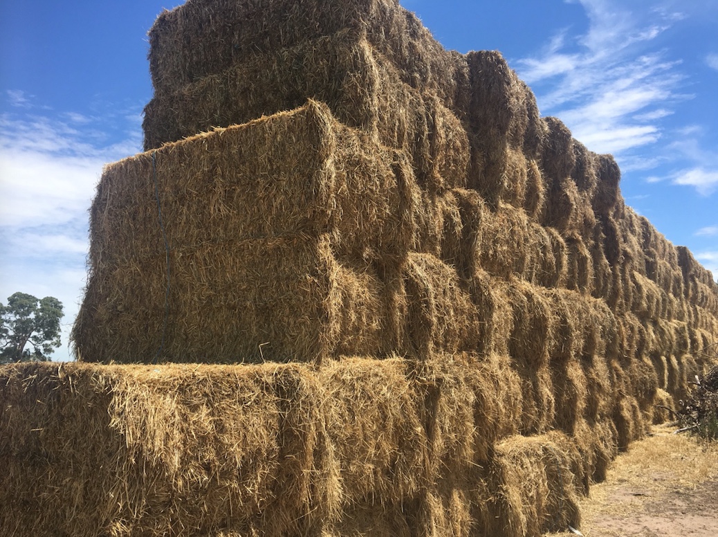 80mt Balansa Clover/Ryegrass Hay 600kg 8x4x3 Bales Hay